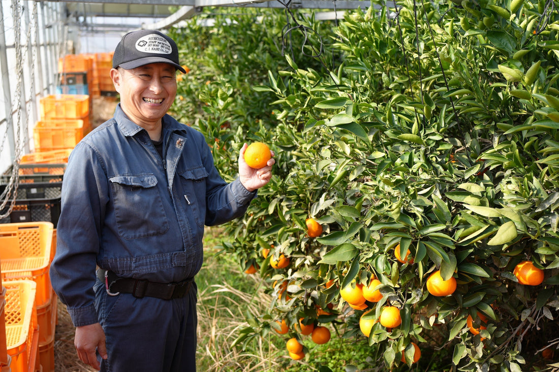 「最後まで美味しくしたかったんです」——COZY farm・長友さんが育む、“せとか”と真っ直ぐな農業のかたち
