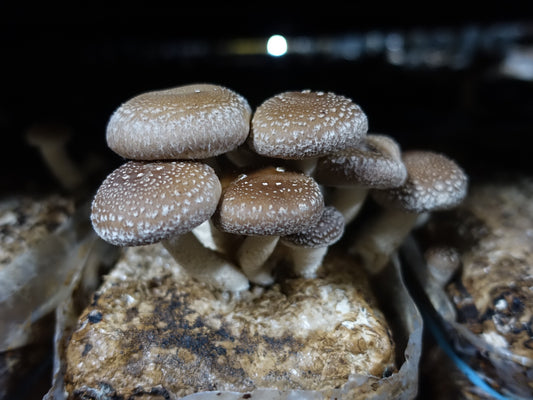 野菜だけの優しい旨味だし